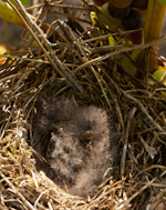 Nest in Weinreben